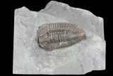 Huge, , Prone Flexicalymene Trilobite - Ohio #84589-1